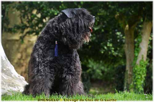 DHENGELO SITE WEB ELEVAGE DU CLOS DE LA LUETTE SPECIALISE POUR LE BOUVIER DES FLANDRES ©